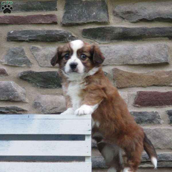 Cody, Cavalier King Charles Mix Puppy