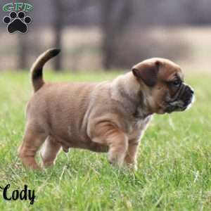 Cody, French Bulldog Mix Puppy