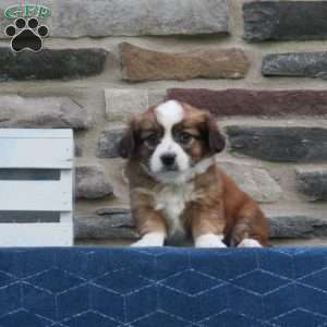 Cody, Cavalier King Charles Mix Puppy