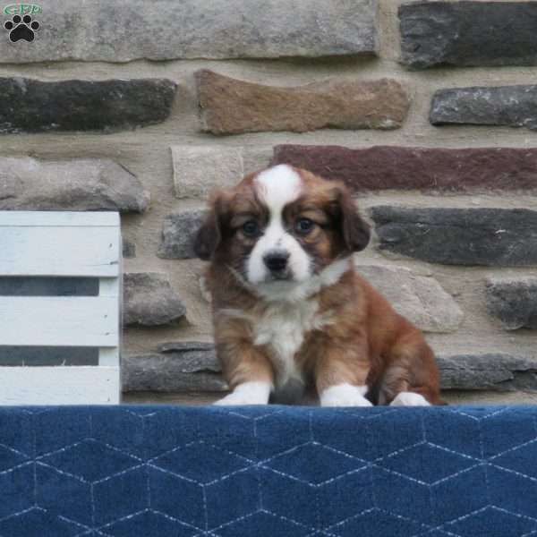 Cody, Cavalier King Charles Mix Puppy