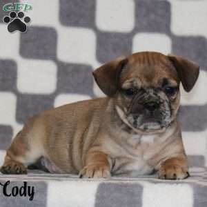 Cody, French Bulldog Mix Puppy