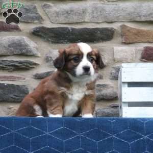 Cody, Cavalier King Charles Mix Puppy