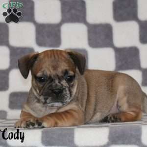 Cody, French Bulldog Mix Puppy