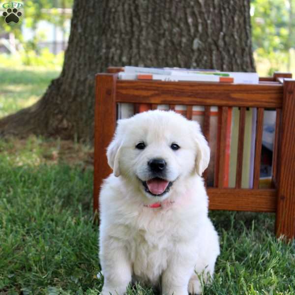 Cody, English Cream Golden Retriever Puppy