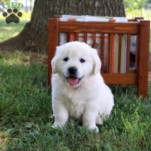 Cody, English Cream Golden Retriever Puppy