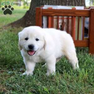 Cody, English Cream Golden Retriever Puppy