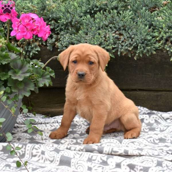 Colby, Fox Red Labrador Retriever Puppy