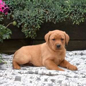 Colby, Fox Red Labrador Retriever Puppy