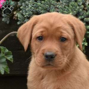 Colby, Fox Red Labrador Retriever Puppy