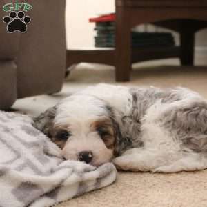 Colin, Cavapoo Puppy