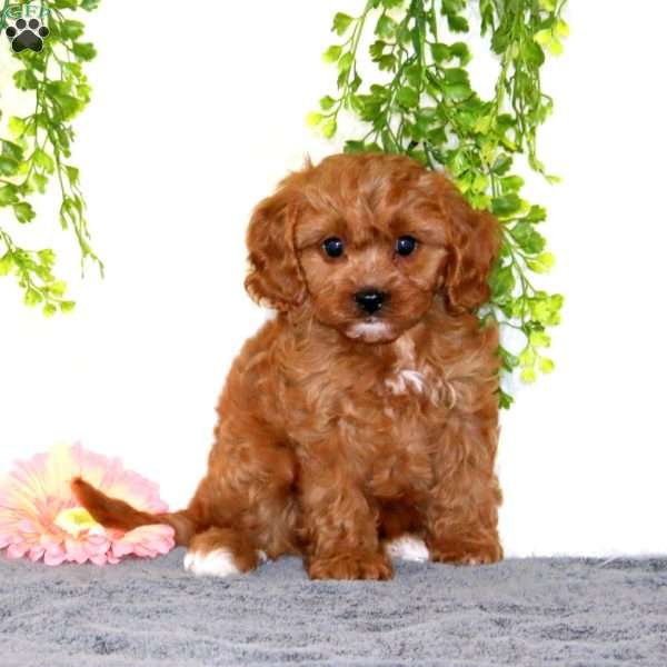 Cookie, Cavapoo Puppy