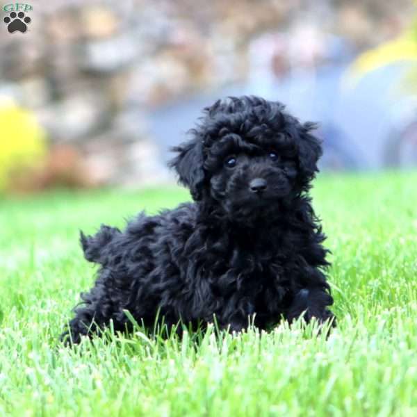 Cookie, Miniature Poodle Puppy