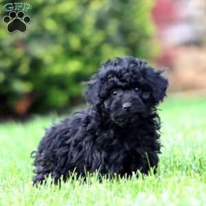 Cookie, Miniature Poodle Puppy