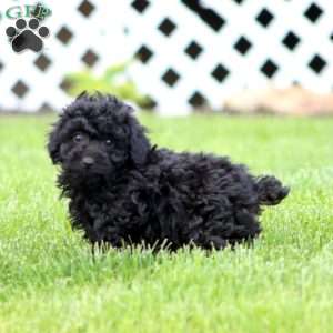 Cookie, Miniature Poodle Puppy