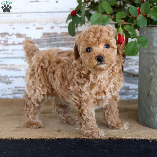 Cookie, Miniature Poodle Puppy
