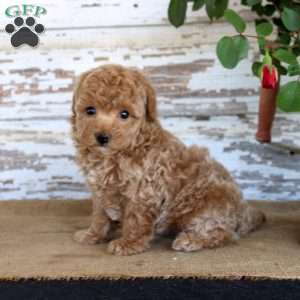 Cookie, Miniature Poodle Puppy