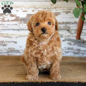 Cookie, Miniature Poodle Puppy