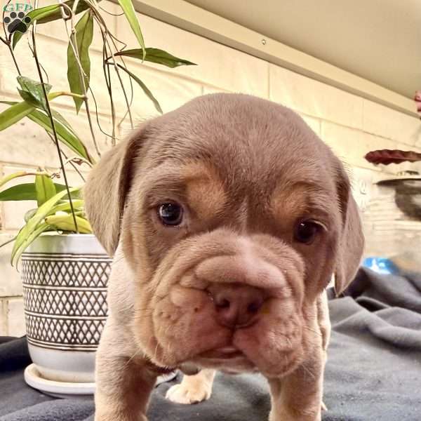 Raccoon, Beabull Puppy