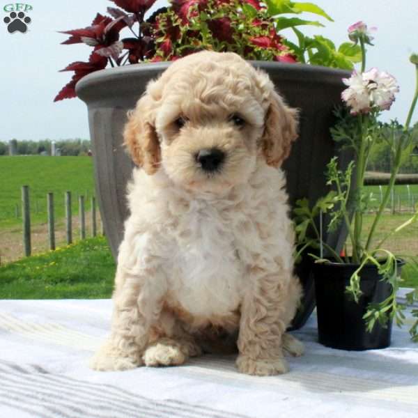 Cooper, Cavapoo Puppy
