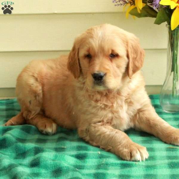 Cooper, Golden Retriever Puppy