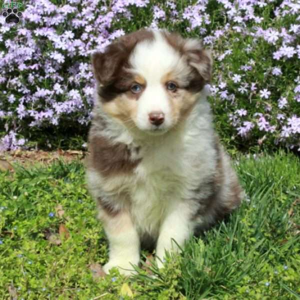Cooper, Australian Shepherd Puppy