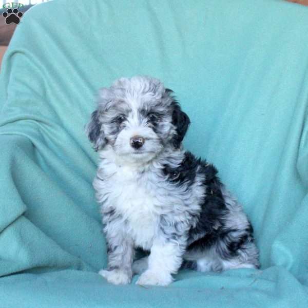 Cooper, Mini Aussiedoodle Puppy