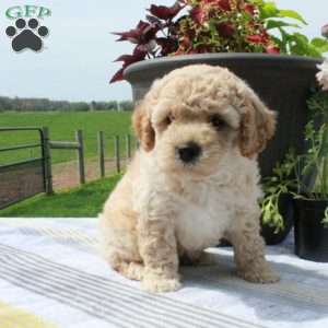 Cooper, Cavapoo Puppy