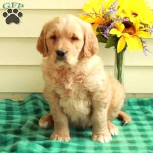 Cooper, Golden Retriever Puppy