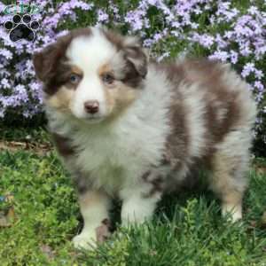 Cooper, Australian Shepherd Puppy