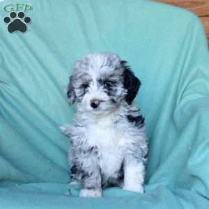Cooper, Mini Aussiedoodle Puppy