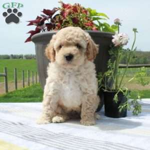 Cooper, Cavapoo Puppy