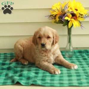 Cooper, Golden Retriever Puppy