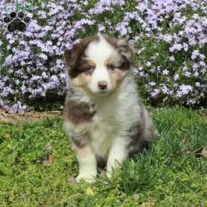 Cooper, Australian Shepherd Puppy