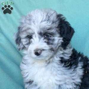 Cooper, Mini Aussiedoodle Puppy