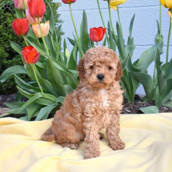 Copper, Miniature Poodle Mix Puppy