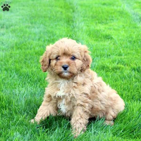 Copper, Cavapoo Puppy