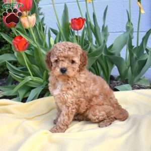 Copper, Miniature Poodle Mix Puppy