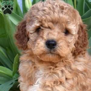 Copper, Miniature Poodle Mix Puppy