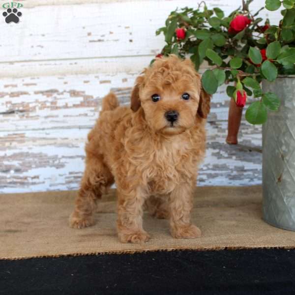 Copper, Miniature Poodle Puppy