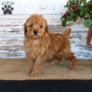Copper, Miniature Poodle Puppy