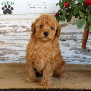 Copper, Miniature Poodle Puppy
