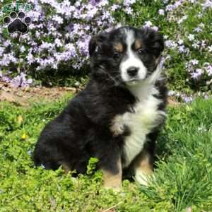 Cora, Australian Shepherd Puppy