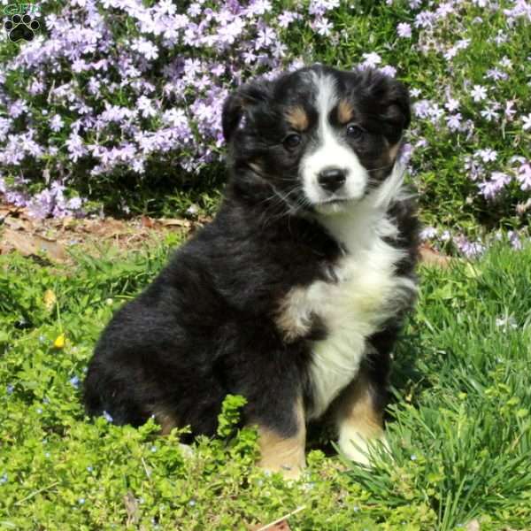 Cora, Australian Shepherd Puppy