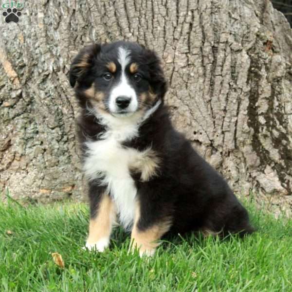 Cora, Australian Shepherd Puppy