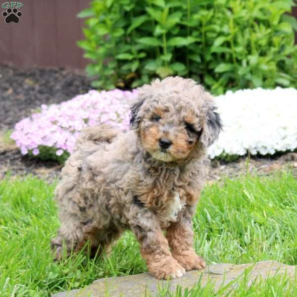 Cora, Mini Goldendoodle Puppy