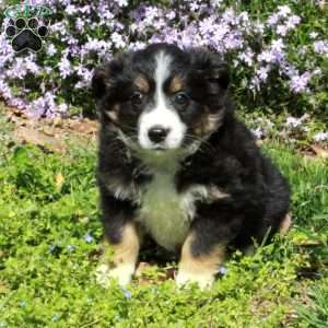 Cora, Australian Shepherd Puppy