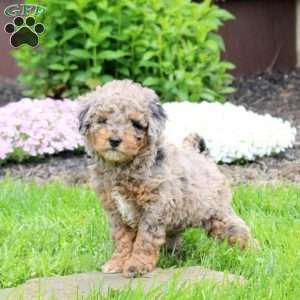 Cora, Mini Goldendoodle Puppy
