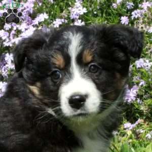 Cora, Australian Shepherd Puppy