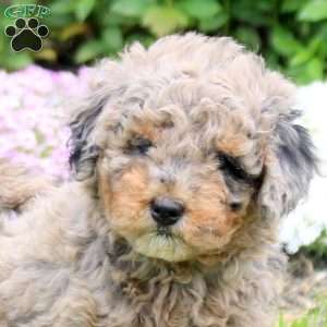 Cora, Mini Goldendoodle Puppy