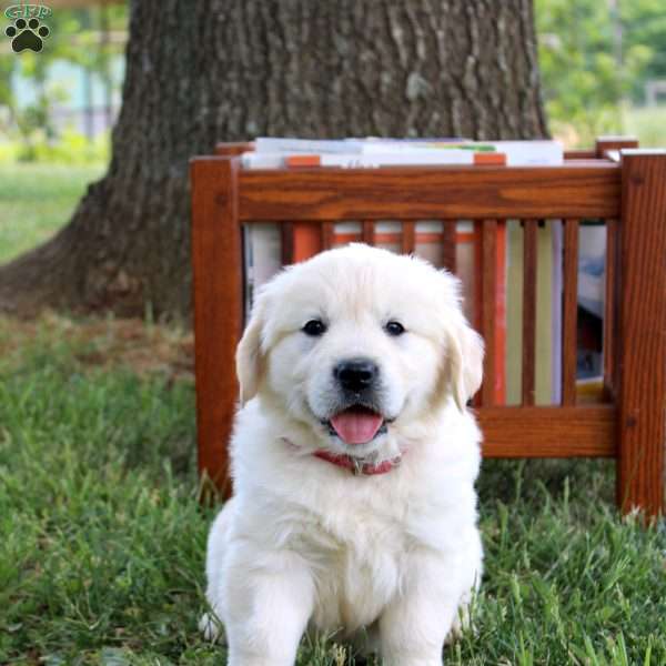 Cora, English Cream Golden Retriever Puppy
